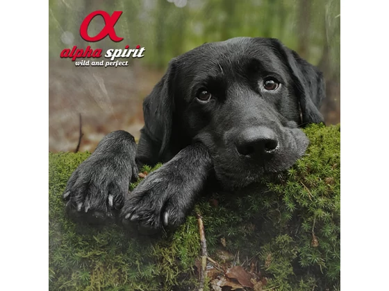 Becsöngettek! Ilyen falatokat vigyél magatokkal a kutyaiskolába!