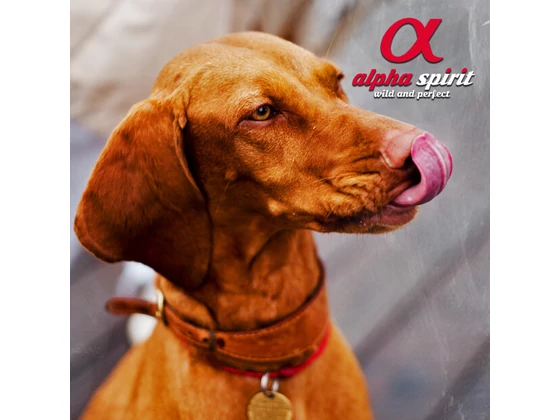 Ilyen melegben? Már csak egy kutyafagyi hiányzik!