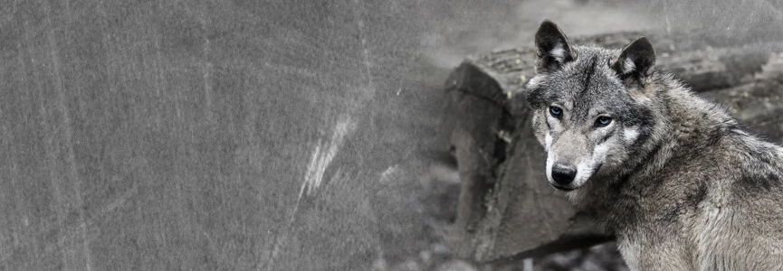 <strong>Kutyás vagyok</strong>