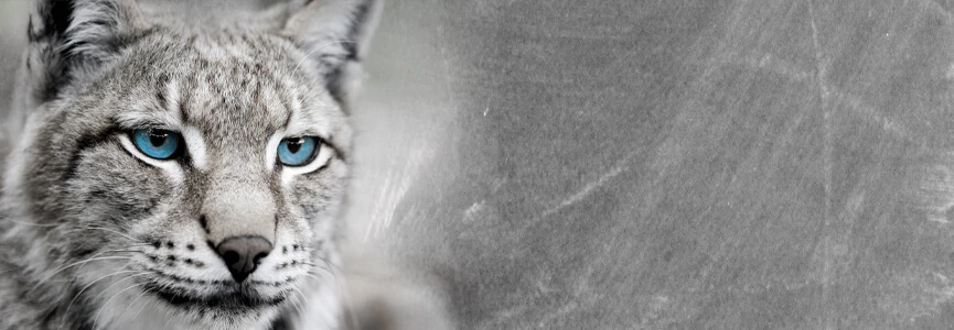 <strong>Macskás vagyok</strong>